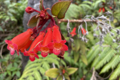 Blumen5