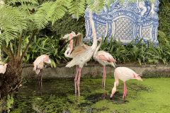 Flamingos-2