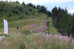 Trailrun5